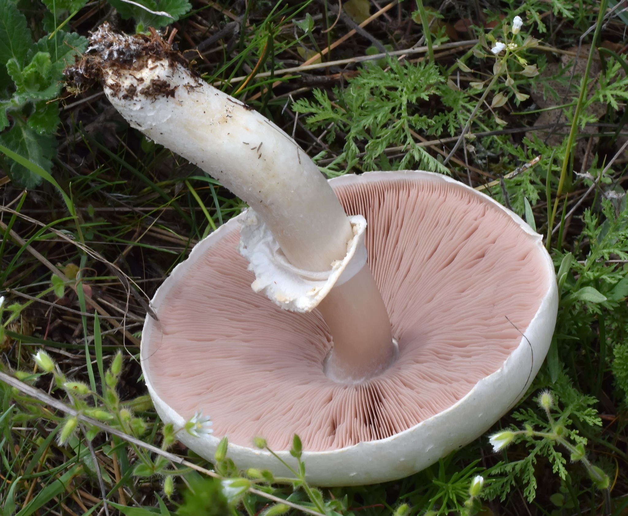 Agaricus Arvensis Anischampignon Agaricus Arvensis Anischampignon