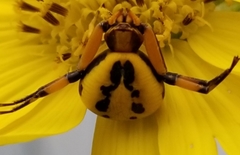 Misumenoides formosipes