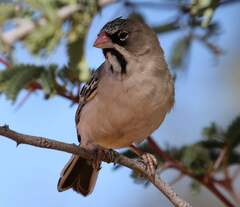 Scaly-Feathered Weaver photo 5