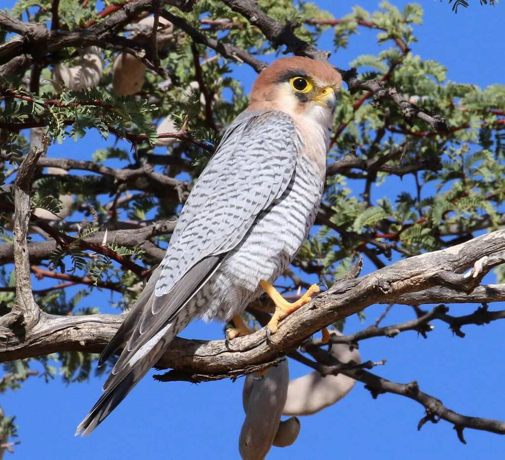 Red-necked Falcon