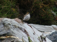 Muscisaxicola rufivertex