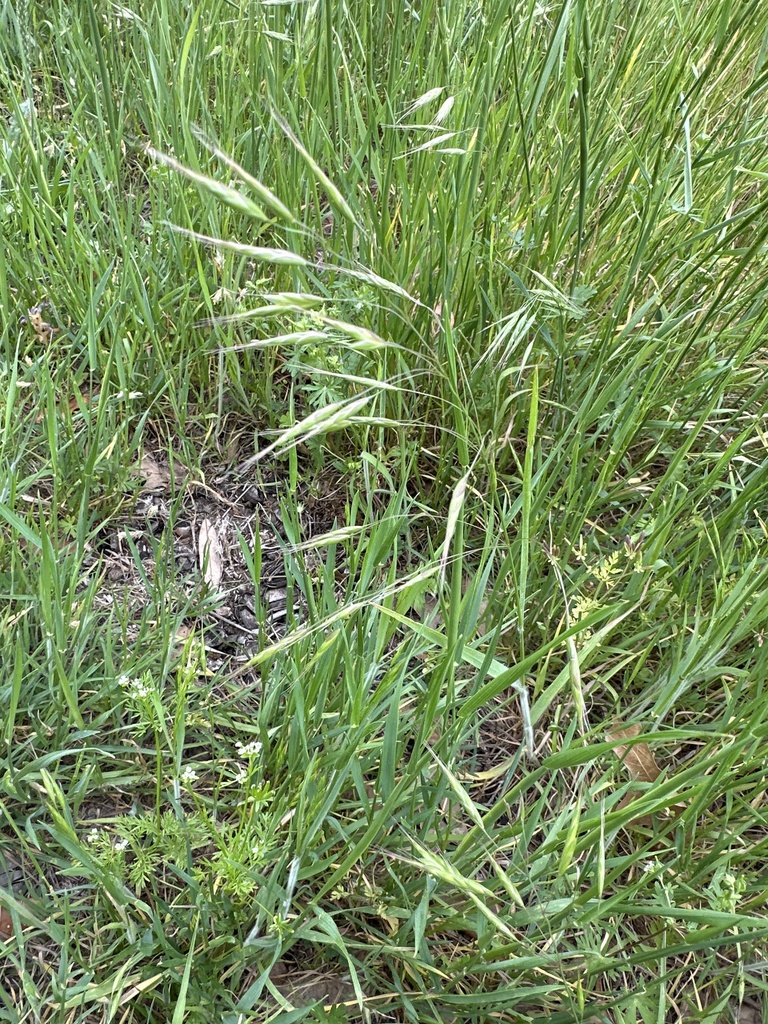 Japanese brome from Primrose Ln, DeSoto, TX, US on April 25, 2023 at 03 ...