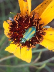 Diabrotica longicornis