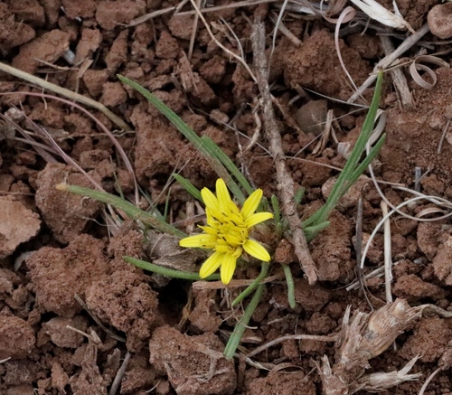 Fine Vomitdaisy (Geigeria filifolia)