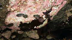 Chiton glaucus