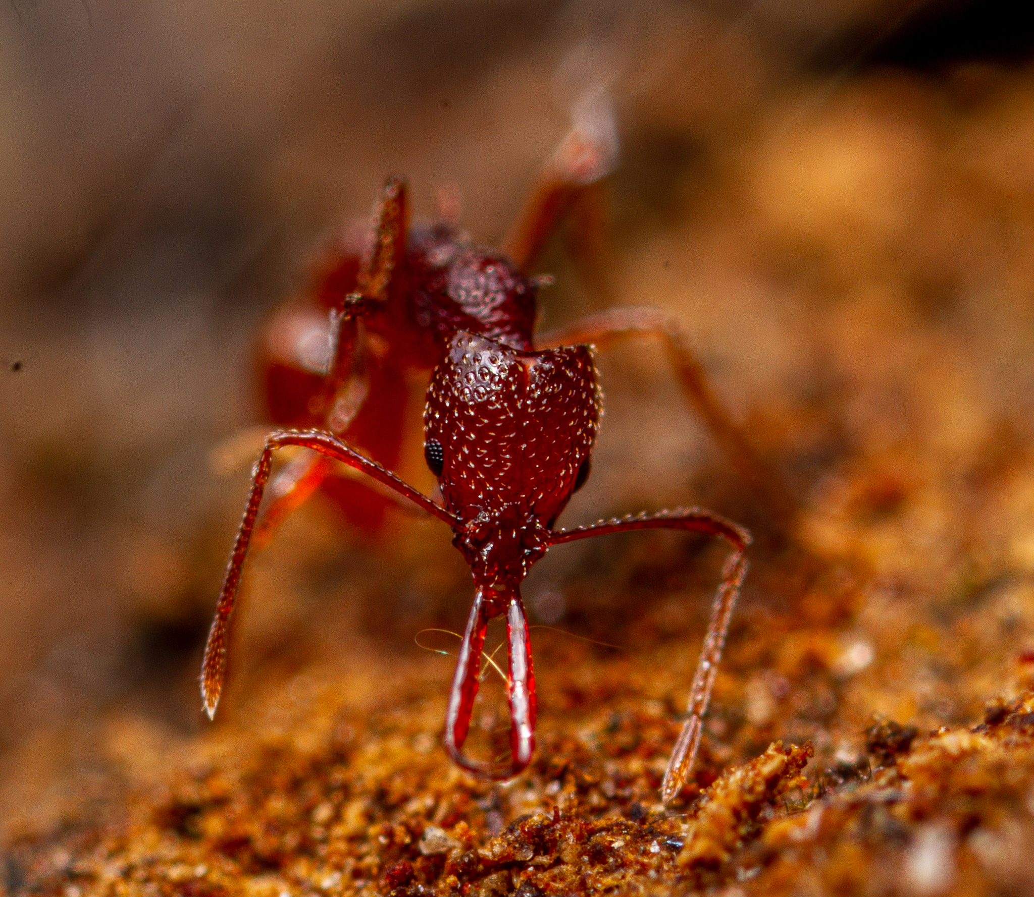 Acanthognathus
