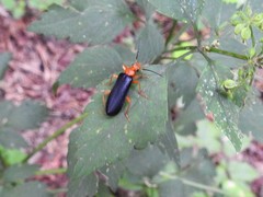 Neopyrochroa flabellata