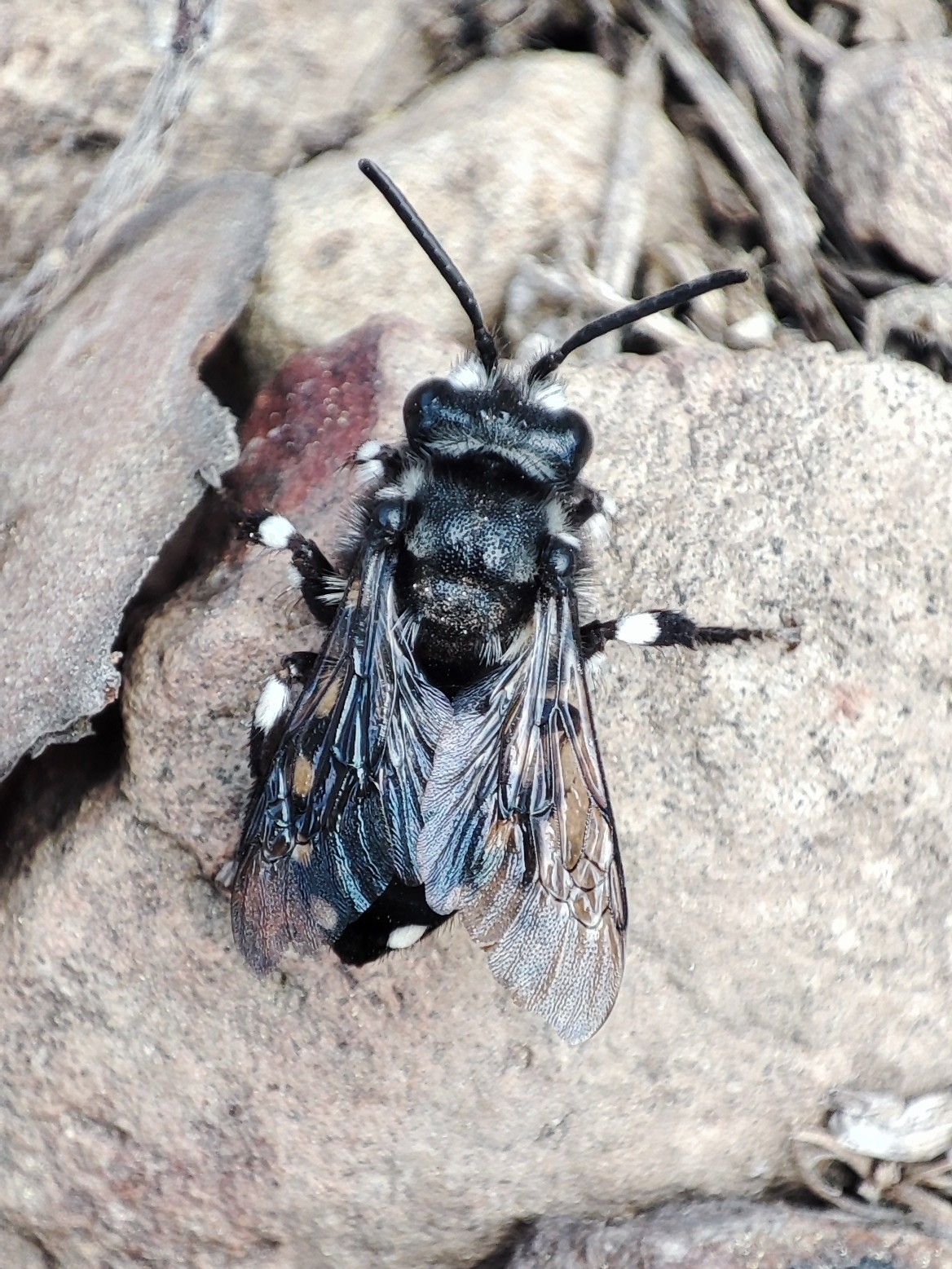 Melecta curvispina
