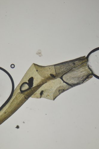 Image of Brideliella wahlenbergii by no rights reserved