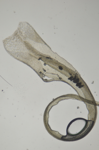 Image of Brideliella wahlenbergii by no rights reserved