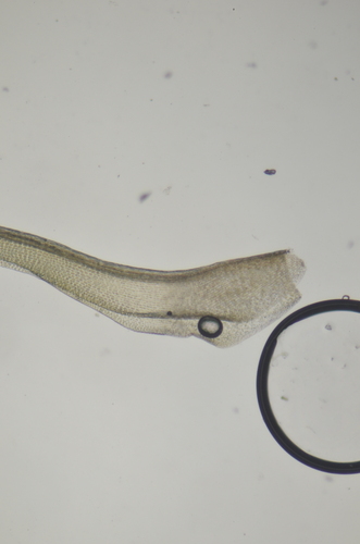 Image of Brideliella wahlenbergii by no rights reserved
