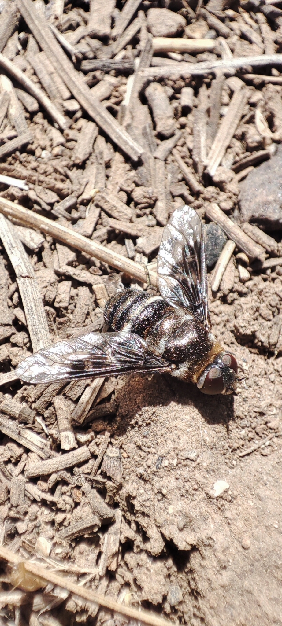 Thyridanthrax indigenus
