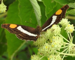 Doxocopa