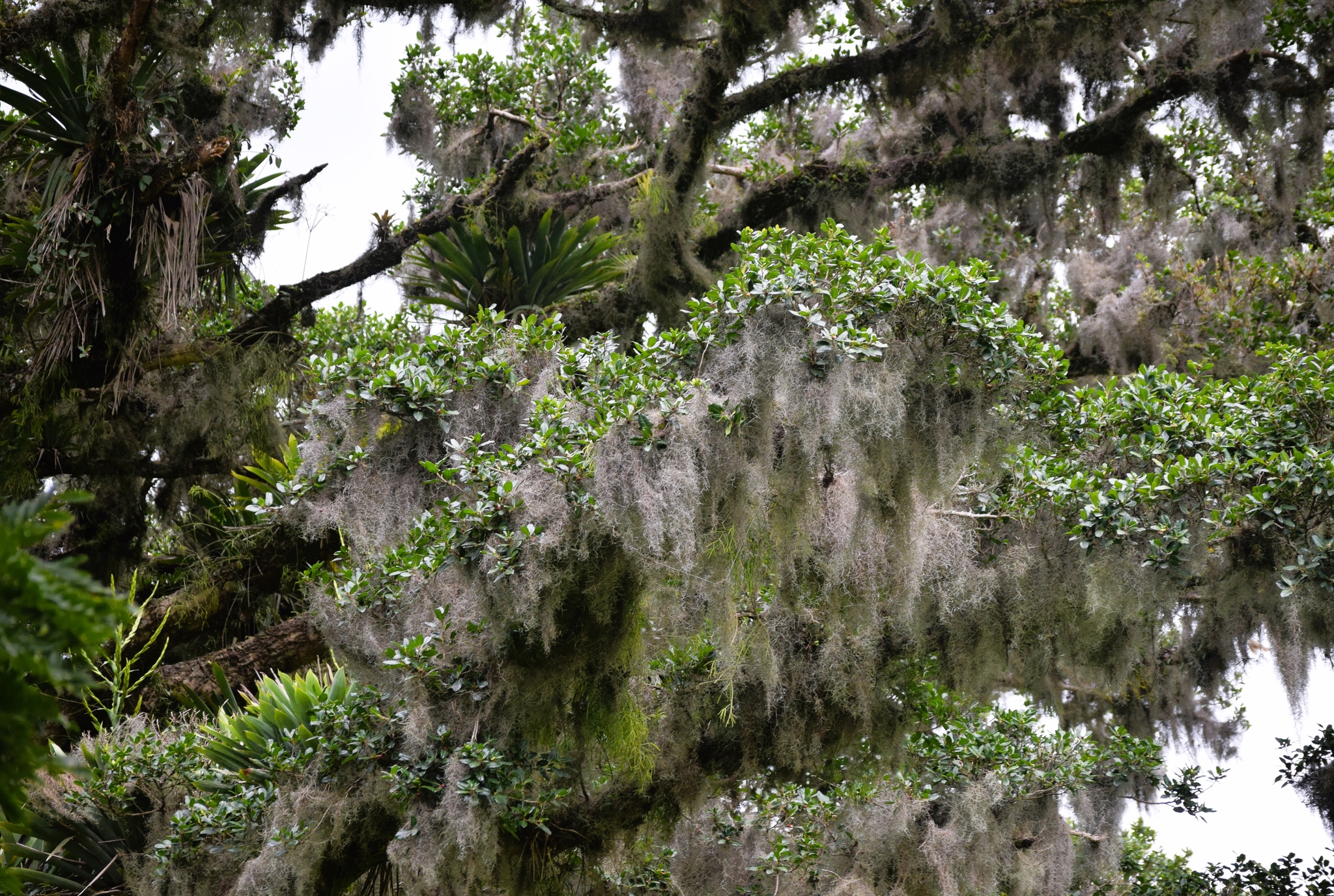 Tillandsia usneoides