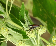 Sphaenothecus maccartyi