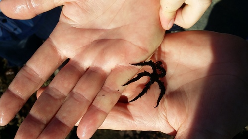 Ophiopteris antipodum