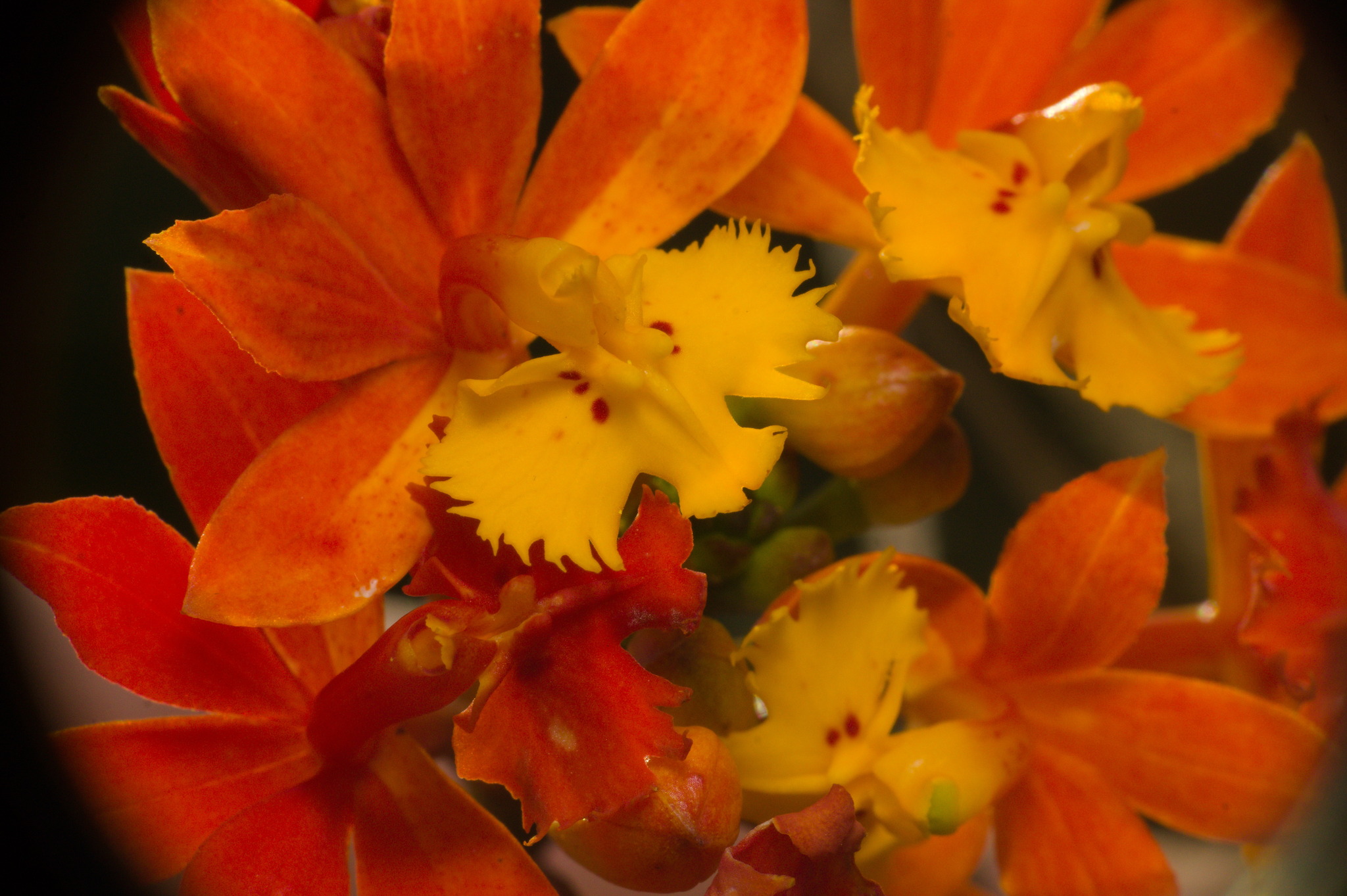 Epidendrum fulgens