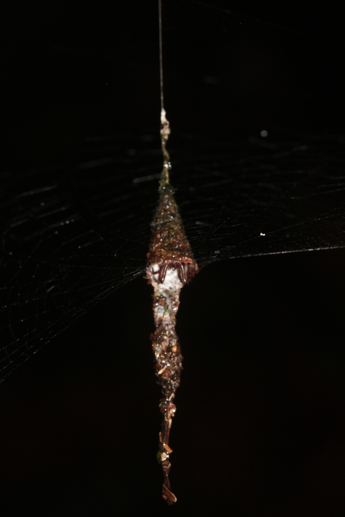 Cone-web Curl-leaf Spider