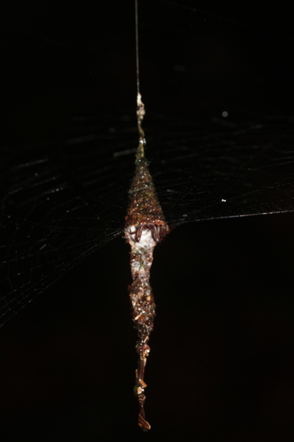Cone-web Curl-leaf Spider