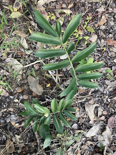 Encephalartos ferox