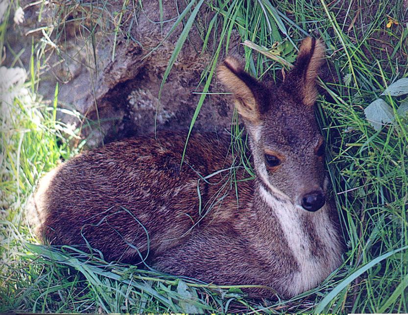 Native to mountain forests throughout Northeast Asia, the Musk Deer gets  its name for a unique musk gland that has historically been used in  traditional medicine and cosmetics. This species is also