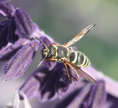 Ancistrocerus bustamente