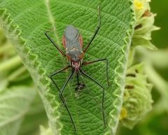 Zelus grassans