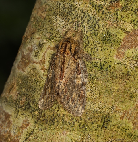 Peridea anceps