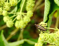 Sphaenothecus maccartyi