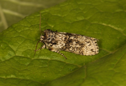 Polyploca ridens