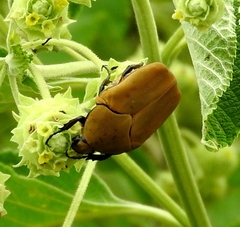 Hologymnetis cinerea