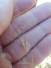 Aristida virgata