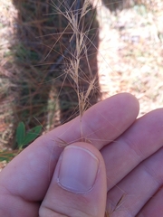 Aristida virgata