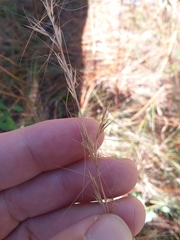 Aristida virgata