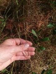 Aristida virgata