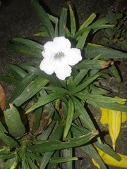 Ruellia simplex