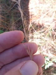 Aristida virgata