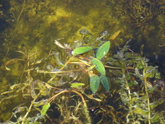 Potamogeton gramineus