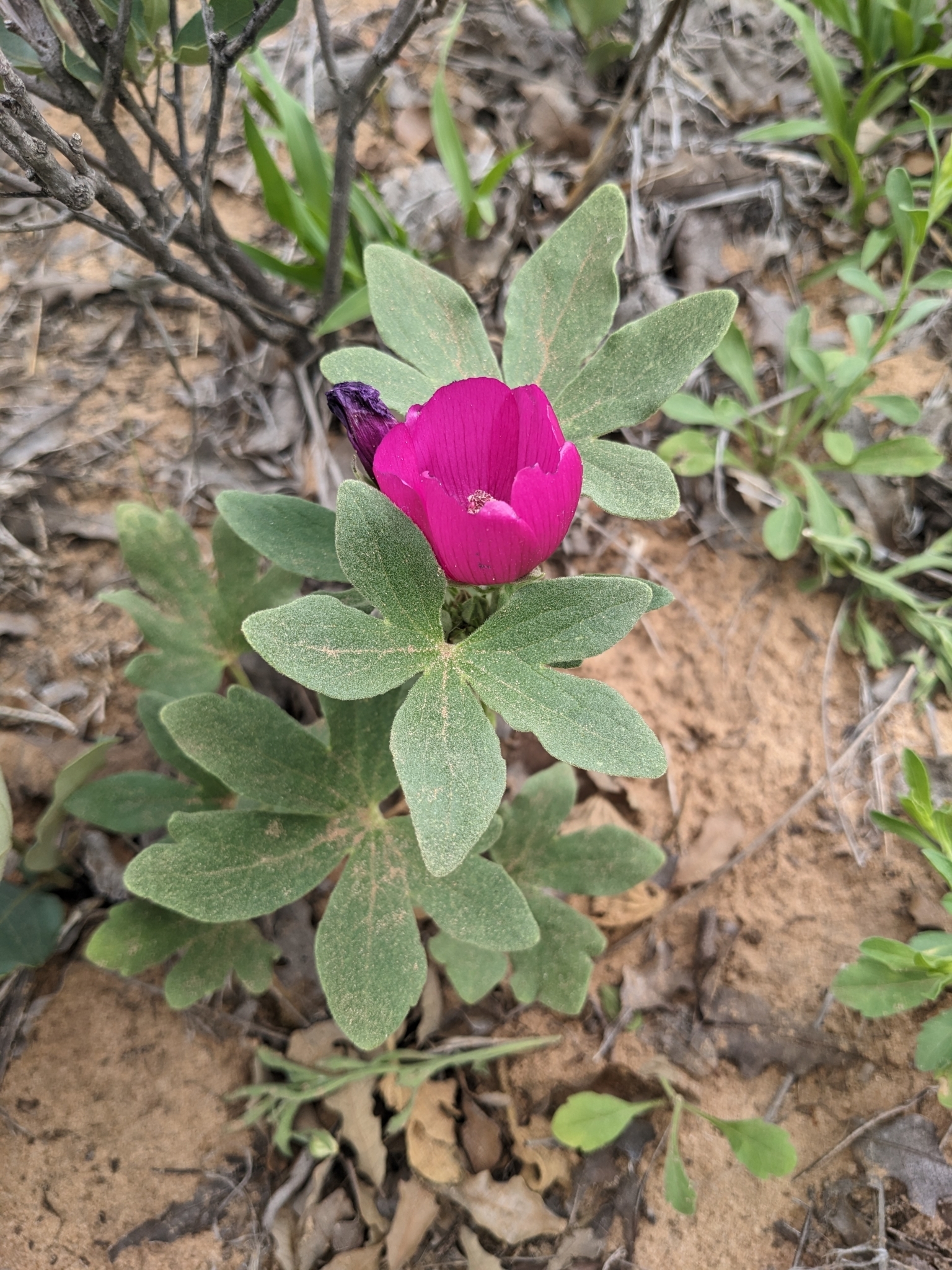 Callirhoe scabriuscula