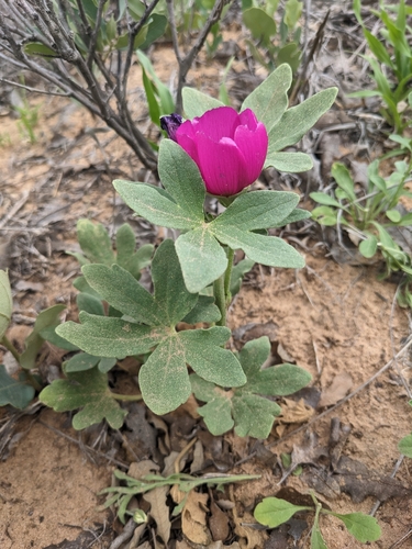 Image of Callirhoe scabriuscula by (c) Alix Kosmala, some rights reserved (CC BY)