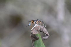 Agonocryptus discoidaloides