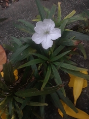Ruellia simplex