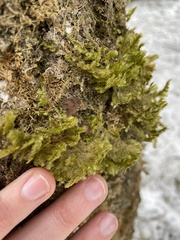 Neckera pennata image