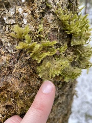 Neckera pennata image