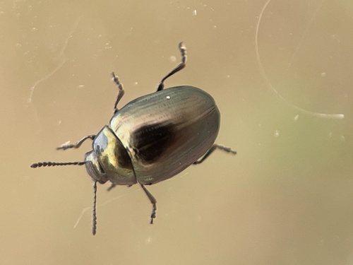 Coreopsis Leaf Beetle photo 3