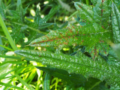 Puccinia cnici
