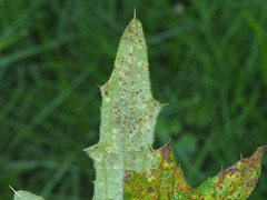 Puccinia cnici