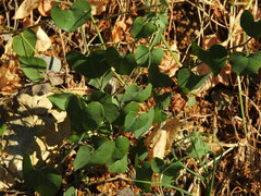 Aristolochia baetica, photograph Duarte Frade, CC BY, iNaturalist via GBIF