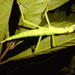 Diapherodes gigantea - Photo (c) dcbeelady,  זכויות יוצרים חלקיות (CC BY-NC)