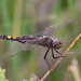 Black Saddlebags - Photo (c) Greg Lasley, some rights reserved (CC BY-NC), uploaded by Greg Lasley